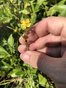 Image of Hairy St. John's-Wort