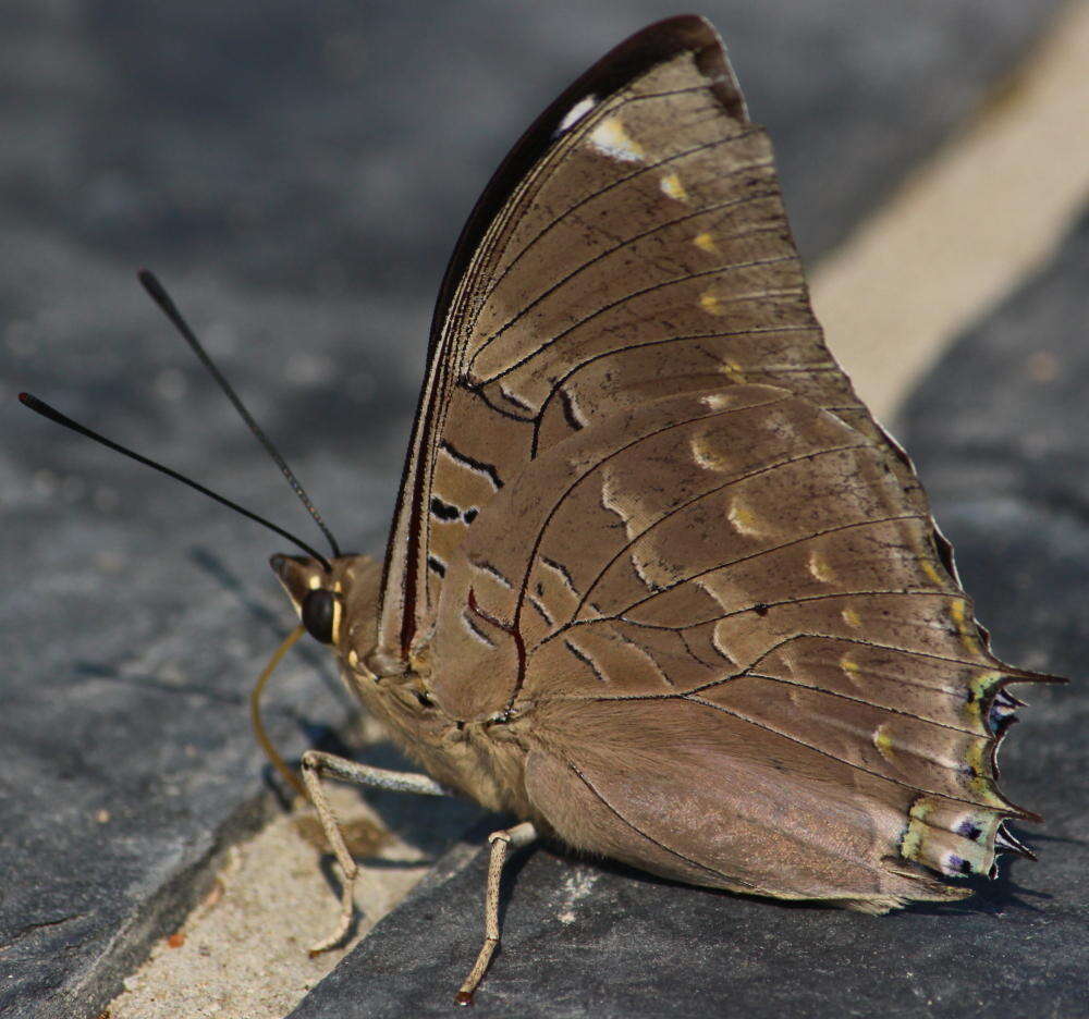 Charaxes bohemani Felder & Felder 1859的圖片