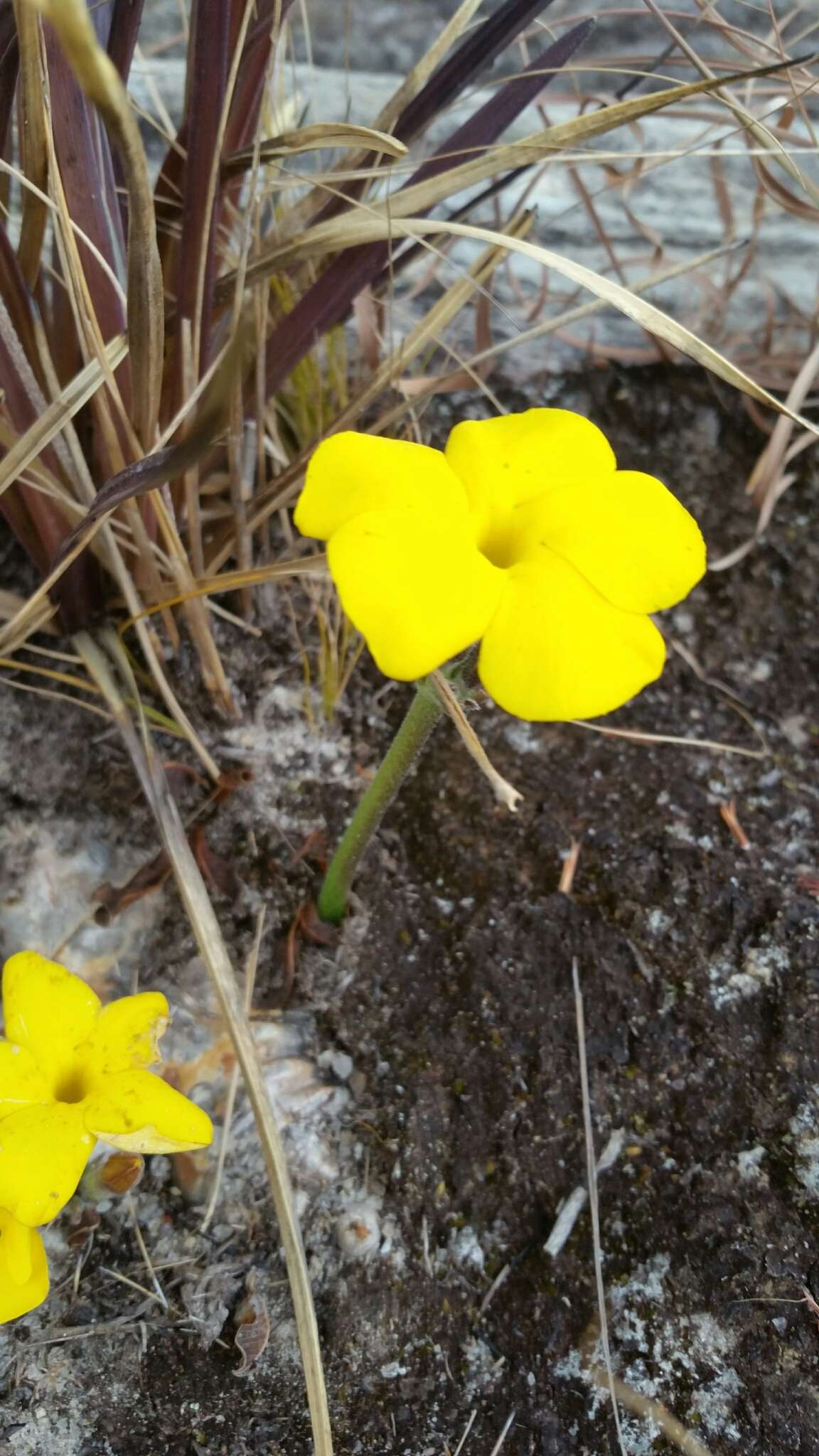 Image de Pachypodium brevicaule Baker