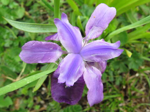 Sivun Iris goniocarpa Baker kuva