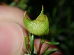 Image de Dodonaea pinifolia Miq.