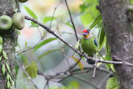 Image of Golden-throated Barbet