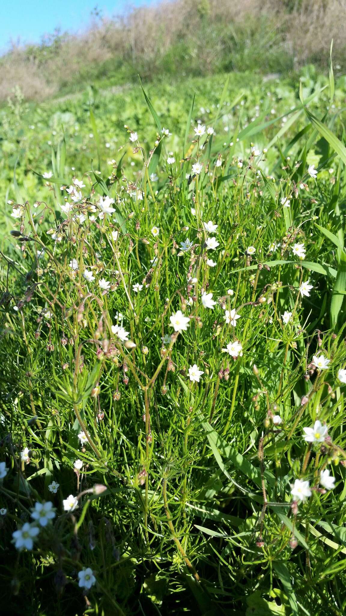 Spergula arvensis L. resmi