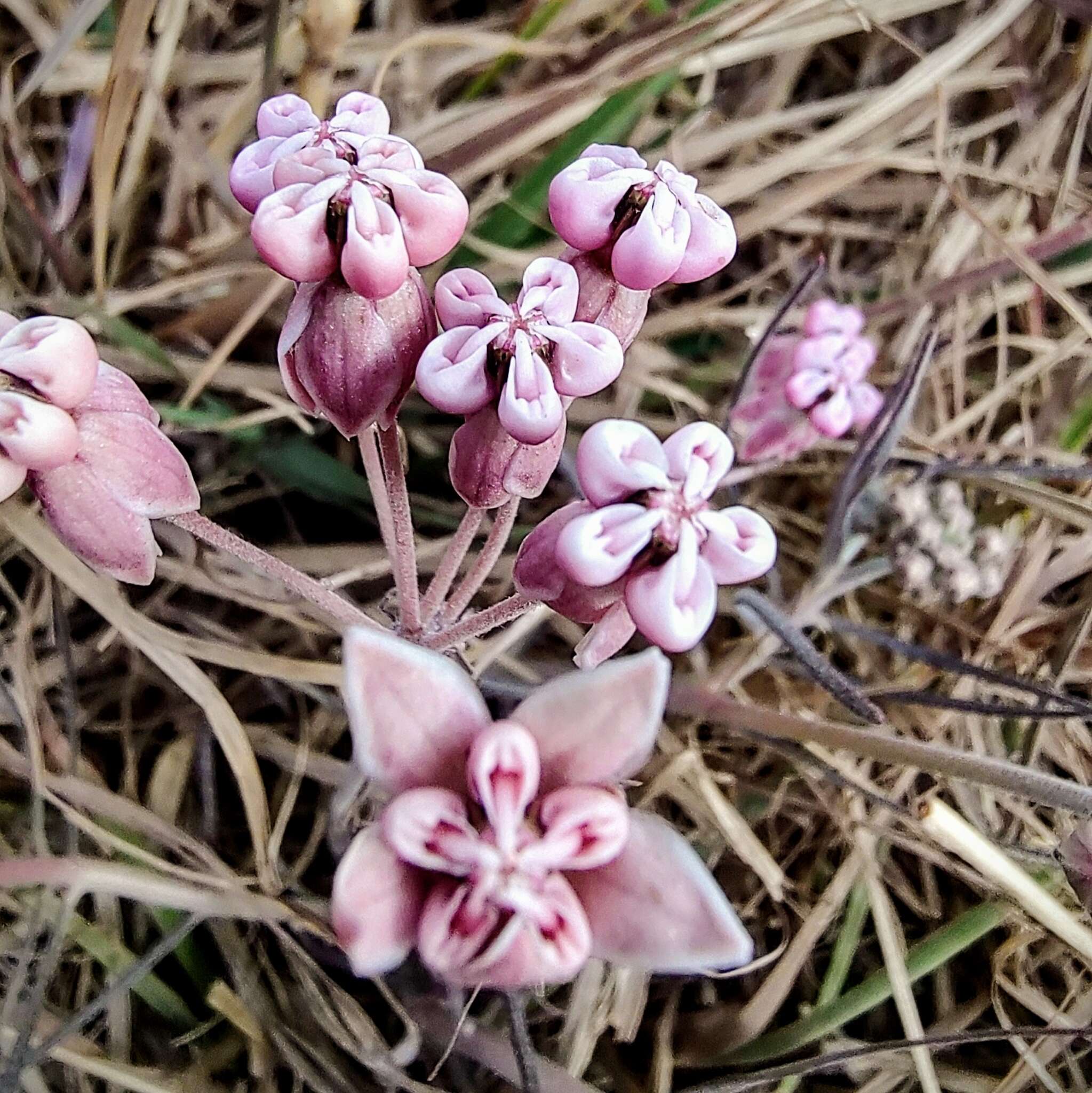 Image of Asclepias rosea Kunth