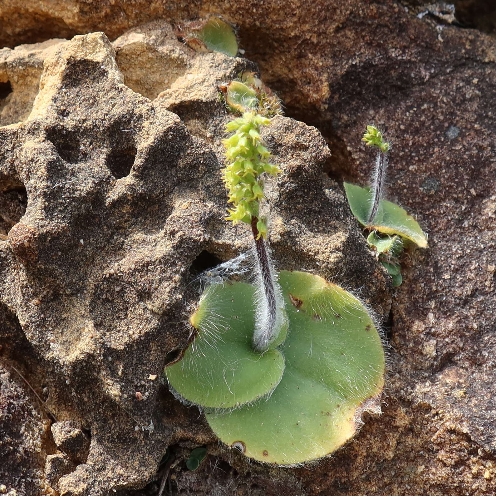 Image of Holothrix condensata Sond.