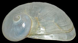 Слика од Coriocella nigra Blainville 1824
