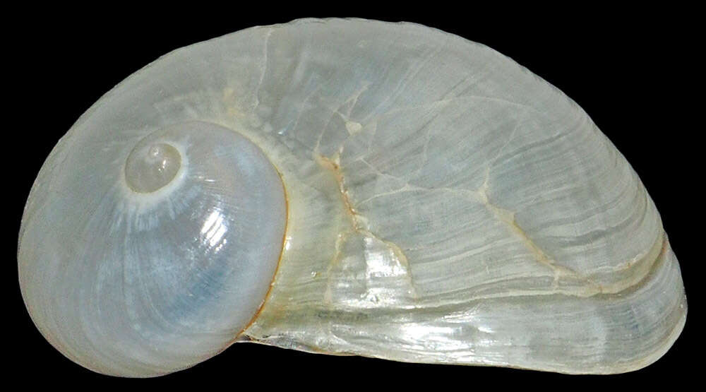 Image of velutin snail