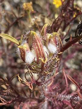 Image of Orcutt's bird's-beak