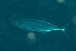 Image of Grammatorcynus