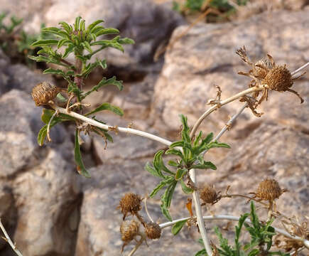 صورة Asteriscus graveolens (Forsk.) Less.