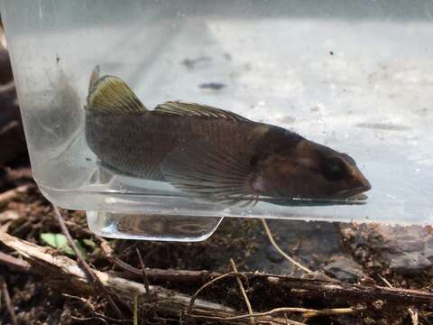 Image of Tuskaloossa darter