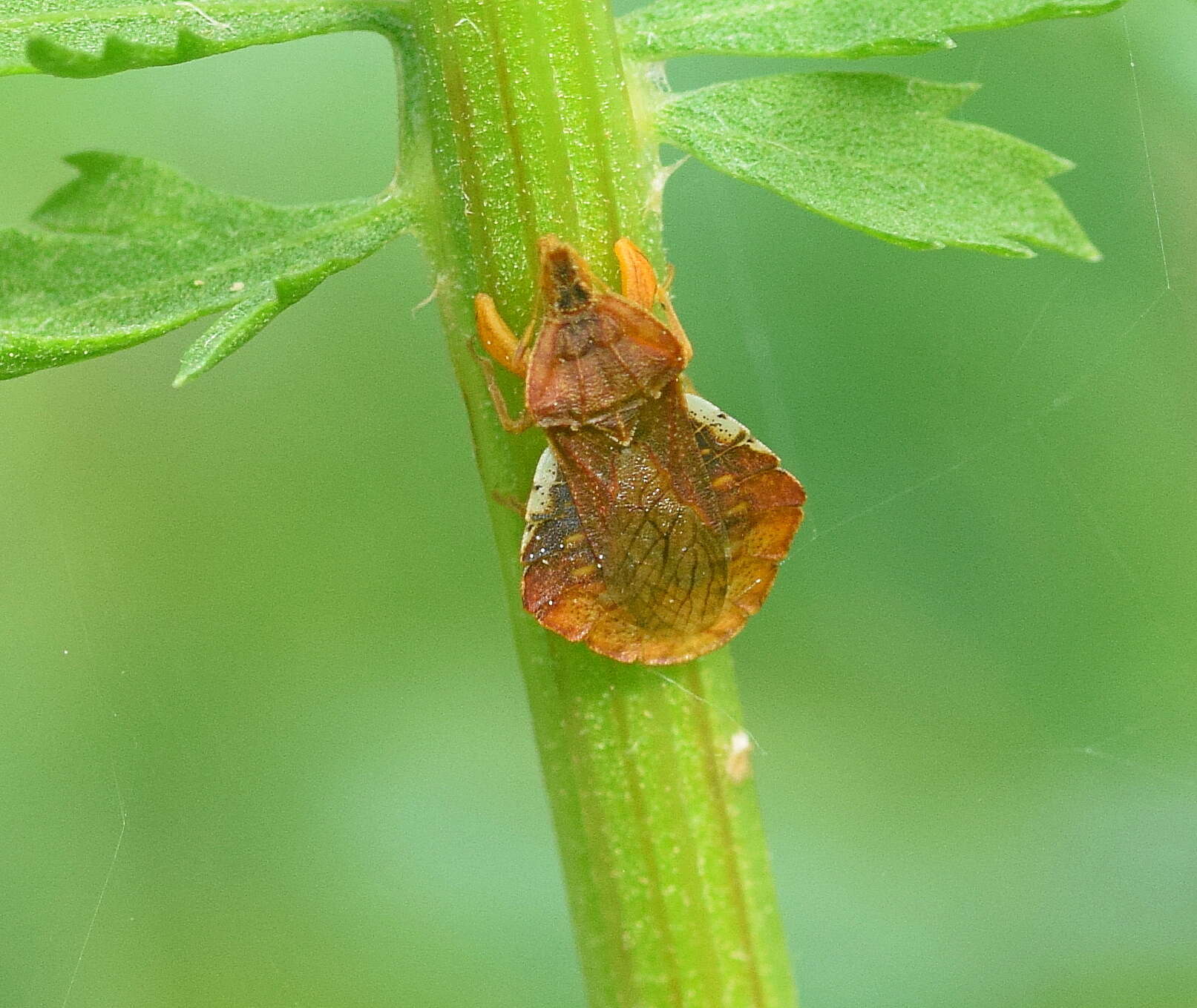 Plancia ëd Phymata crassipes (Fabricius 1775)