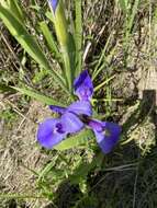 Image of giant blue iris