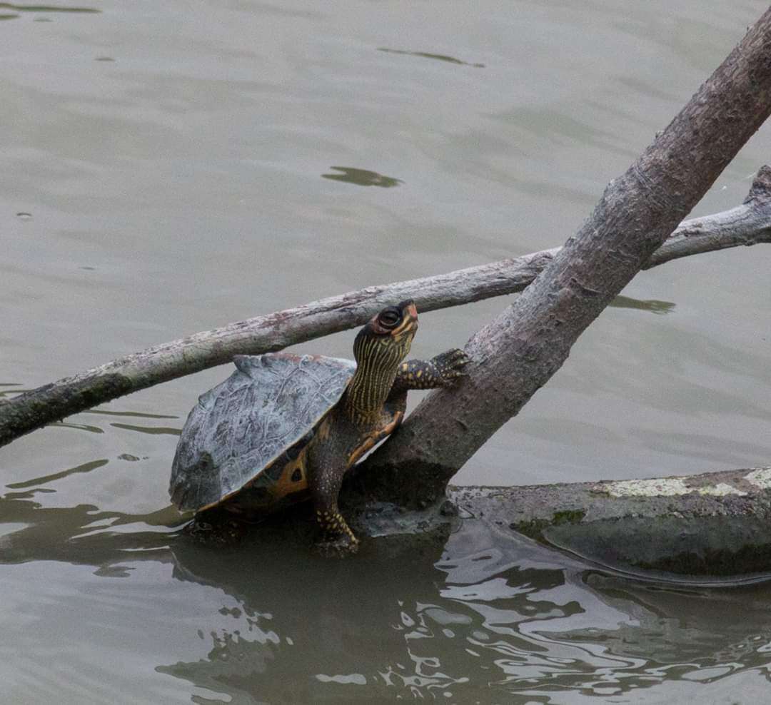 Image of Indian Roofed Turtle