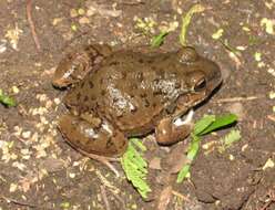 Слика од Leptodactylus bufonius Boulenger 1894