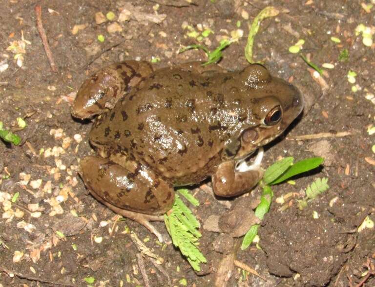 Слика од Leptodactylus bufonius Boulenger 1894