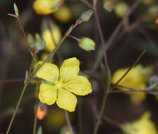 Слика од Hesperolinon clevelandii (Greene) Small