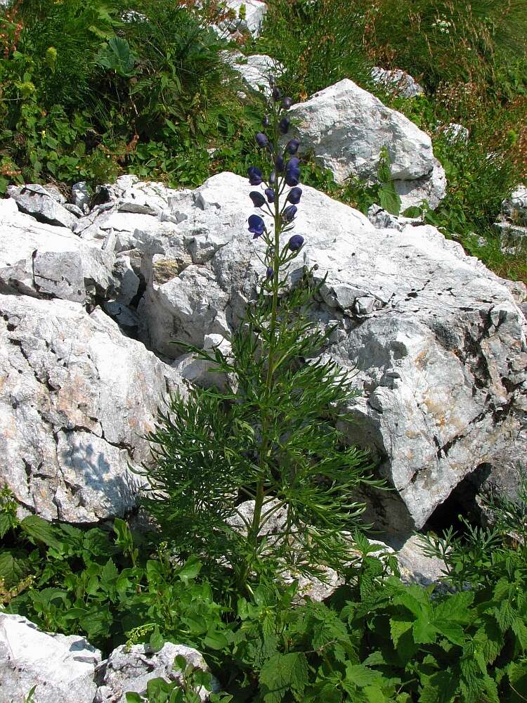 Image of Aconitum angustifolium Bernh. ex Rchb.