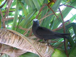 Image of Black Noddy