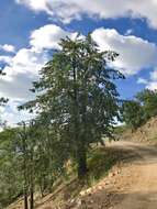 Image of Arizona Cypress