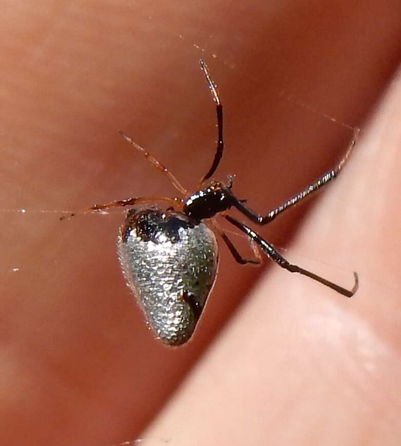 Image de Argyrodes elevatus Taczanowski 1873