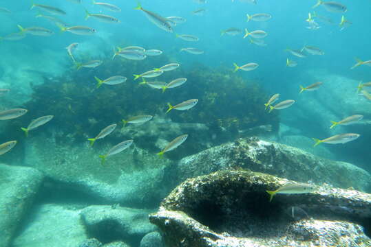 Image of Yellowtail horse mackerel