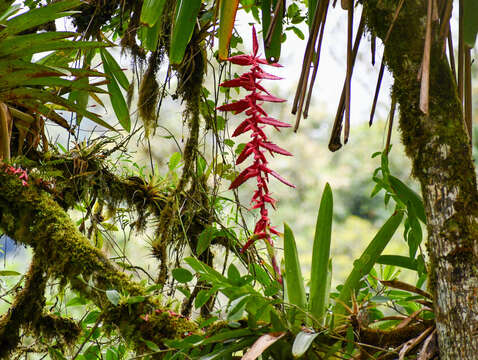 Image of Tillandsia superba Mez & Sodiro