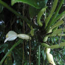 Image de Philodendron appendiculatum Nadruz & Mayo