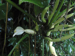 Image of Philodendron appendiculatum Nadruz & Mayo