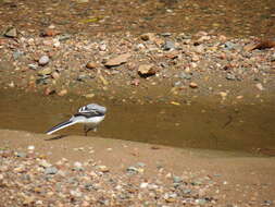 Image of Mountain Wagtail