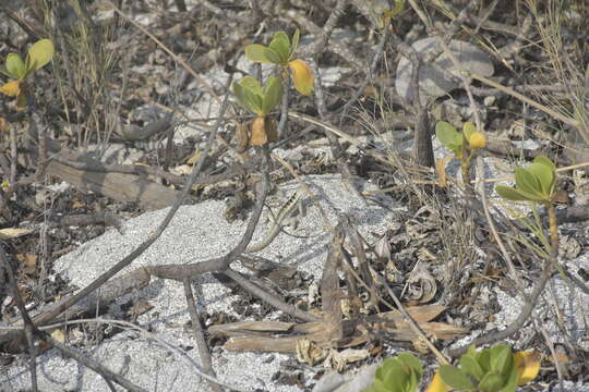 صورة Microlophus occipitalis (Peters 1871)