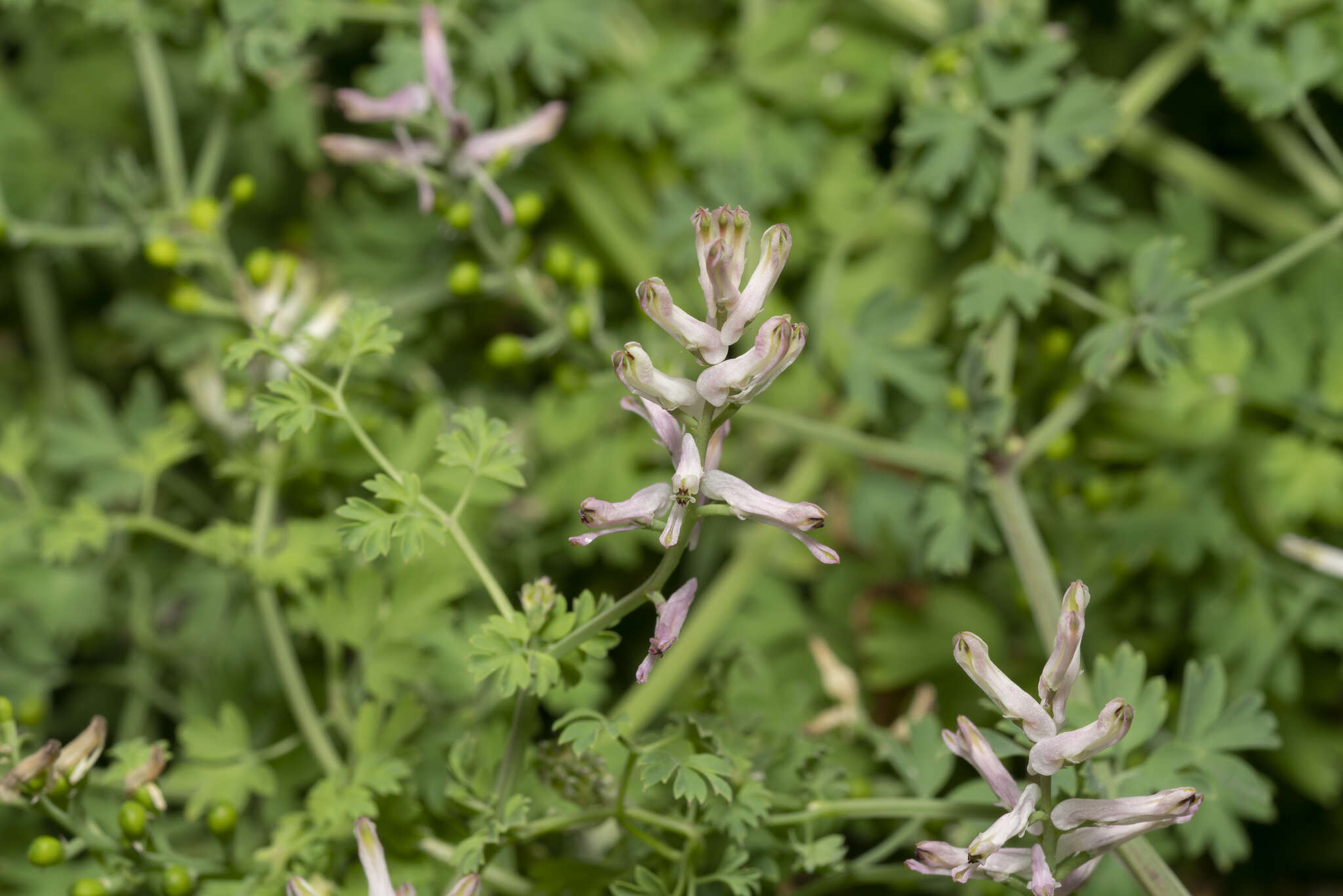 Image of Fumaria judaica subsp. judaica