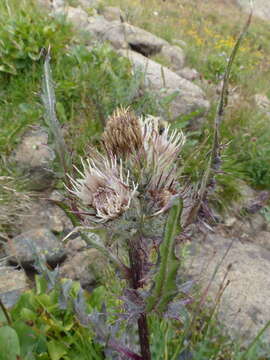 Image of jeweled thistle