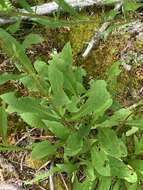 Image of Solidago simplex var. ontarioensis (Ringius) G. S. Ringius