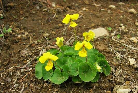 Image of Viola crassa (Makino) Makino