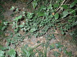 Image of Hairy buckweed