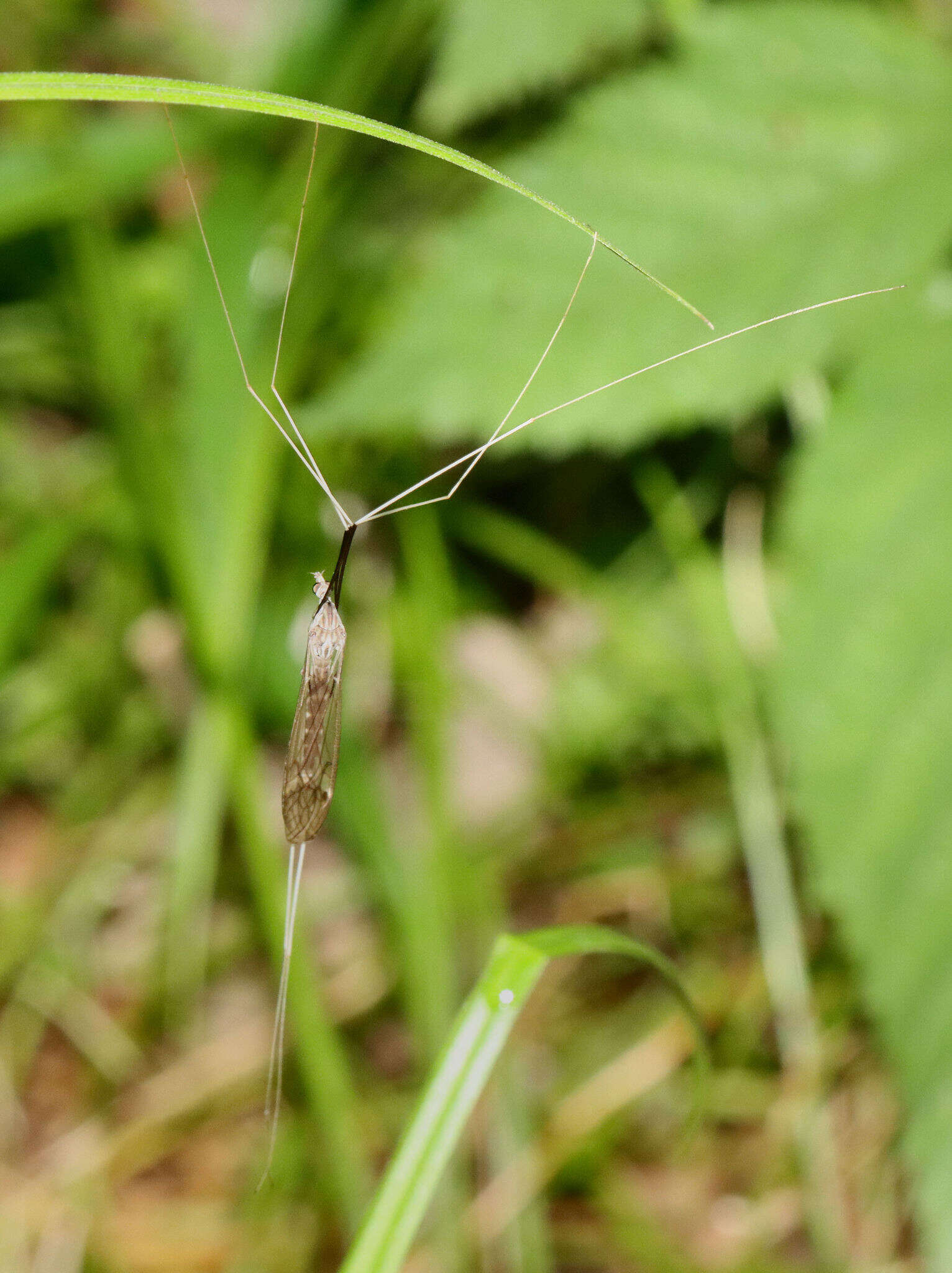 Image of Brachypremna