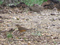 Image of Brown-headed Thrush