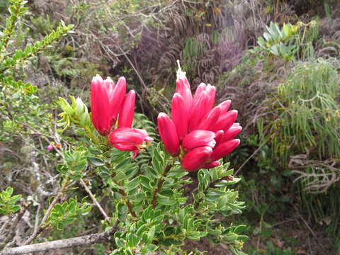 Image of Bejaria mathewsii Field. & Gardn.