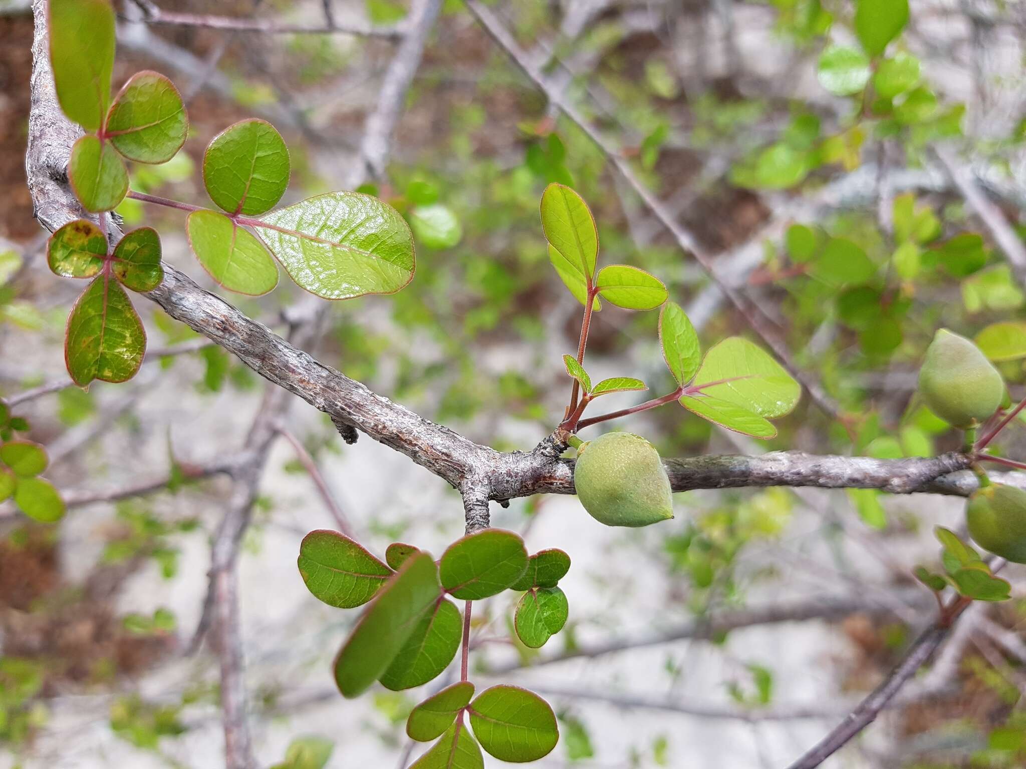 Image of Commiphora orbicularis Engl.