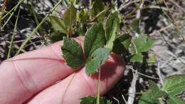 Image of Knowltonia vesicatoria (L. fil.) Sims