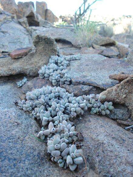 Sivun Crassula sericea var. hottentotta (Marl. & Schönl.) Tölken kuva