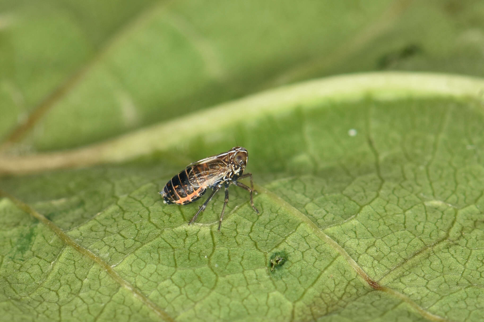 Ribautodelphax albostriata (Fieber 1866) resmi