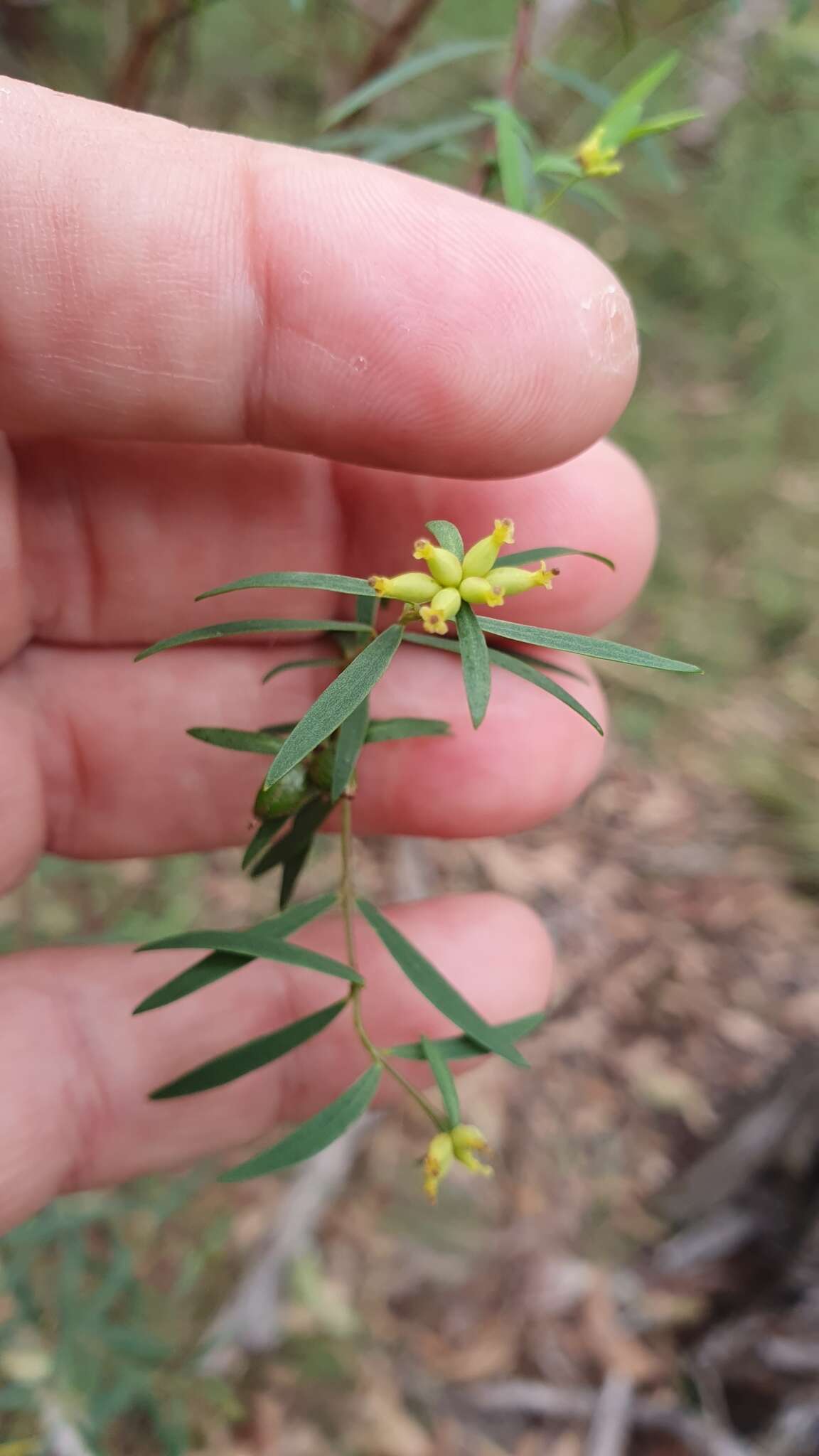 Image of Pimelea neoanglica S. Threlfall