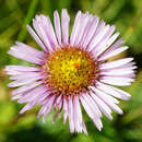 Plancia ëd Erigeron glabratus subsp. glabratus Hoppe & Hornsch. ex Bluff & Fingerh.