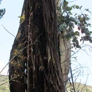 Image of Tillandsia denudata André