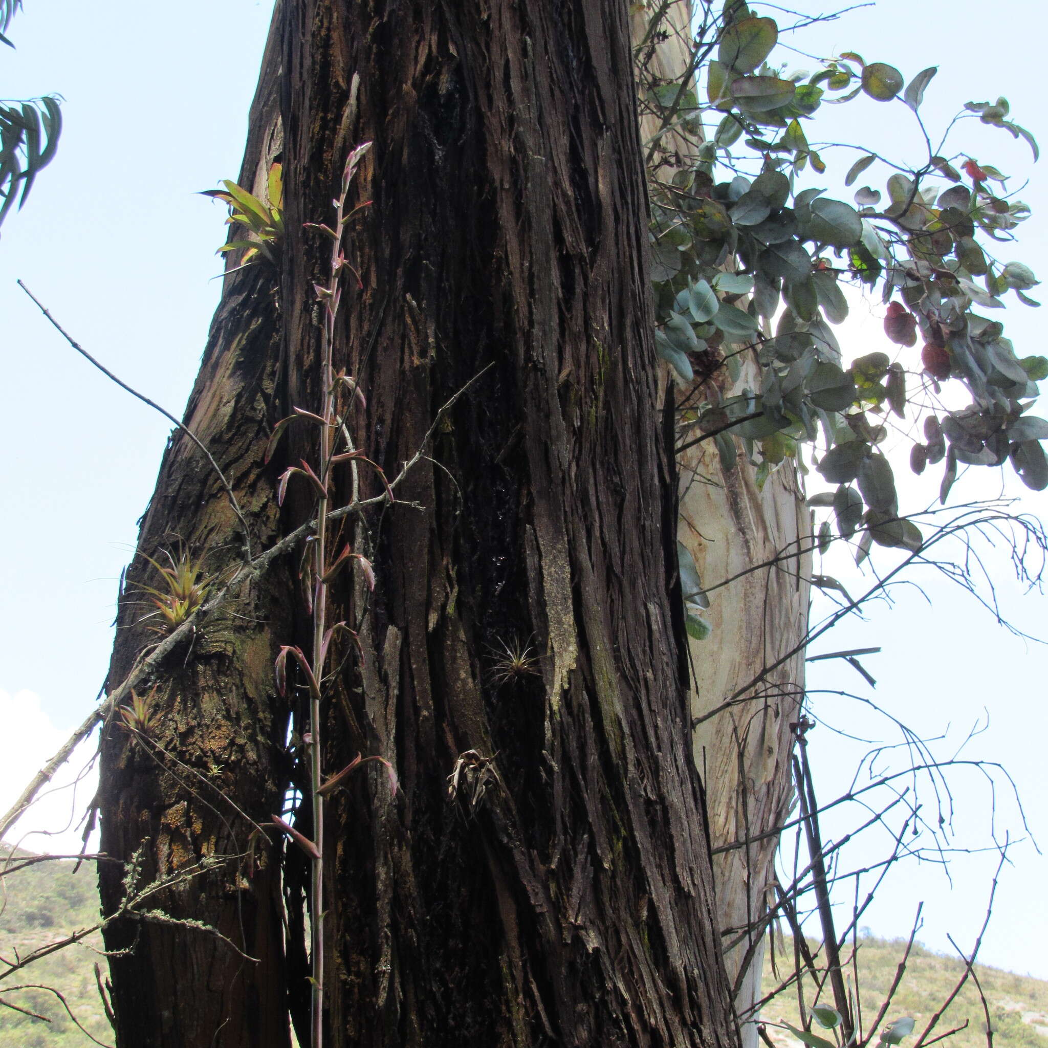 Image of Tillandsia denudata André