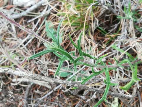 صورة Verbena neomexicana (A. Gray) Briq.