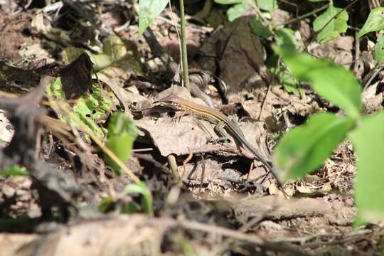 صورة Aspidoscelis guttatus (Wiegmann 1834)