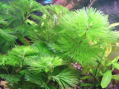 Image of fanwort